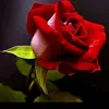 user737760420184
