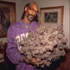wwwweed0