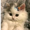 della_4479