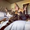 Hawkeye and Thor 😼🐶🐾