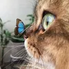 iara.bellia
