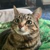 chandler_bing_thecat