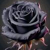 ayesharose3349