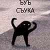 fox_griseo