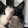 kattykais