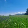 anton.ia008