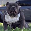 phenom.bullyz