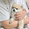 aibiecgidauchoi