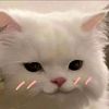 mooncry04