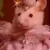sally_schpiels