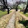 s_salalah