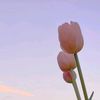 cherryblossom8022