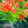 thanhduoc161657