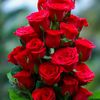 rowell_katie1