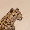 Saud saleh🐆