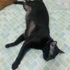iamcatcat6986