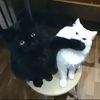 lucas_1244274
