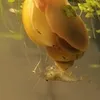 bananqgerman
