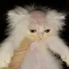 ililil.ililililil