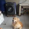 deniscossiochavez