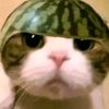 kucing_helm_semangka