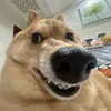 thanhhoan_4407hhh