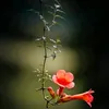 nhatminh018