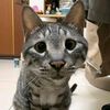 cukicut
