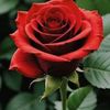 .alaa9316