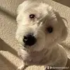 daneenreedy1
