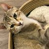 sir_bleh_cat