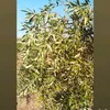 emibollero