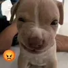 aeeilnz