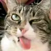 urcutiegf28