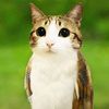catandowl1