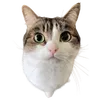 awyleel