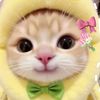 ccupc4keysx