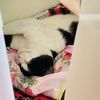 tofan_2542
