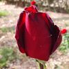 mayterosique_