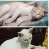 mingmingph