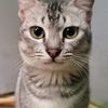 ndragoodboys