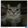 pedrin_13243