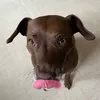 dollydoo17