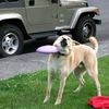 carlos_5picy_weiner