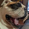 mentofentozento