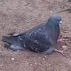 pigeoned_