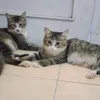 dedypradja