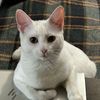 fostermeowm