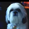 luizfernando8284