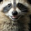 trashpanda6748